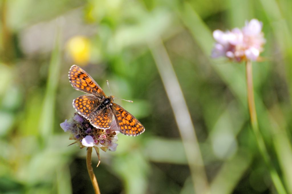 Melitaea athalia